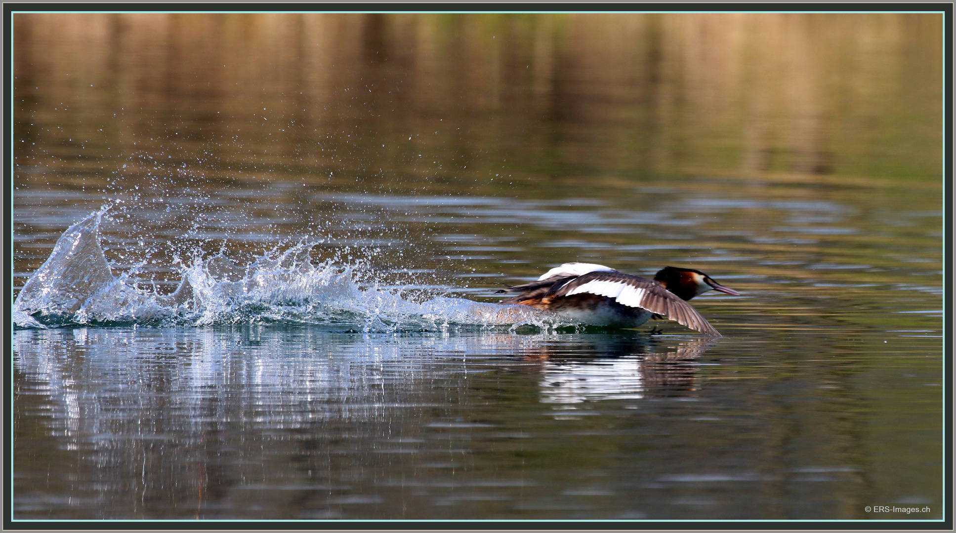 Haubentaucher (Podiceps cristatus) Reuss Flachsee Rottenschwil 2019-03-31 139 (40) ©