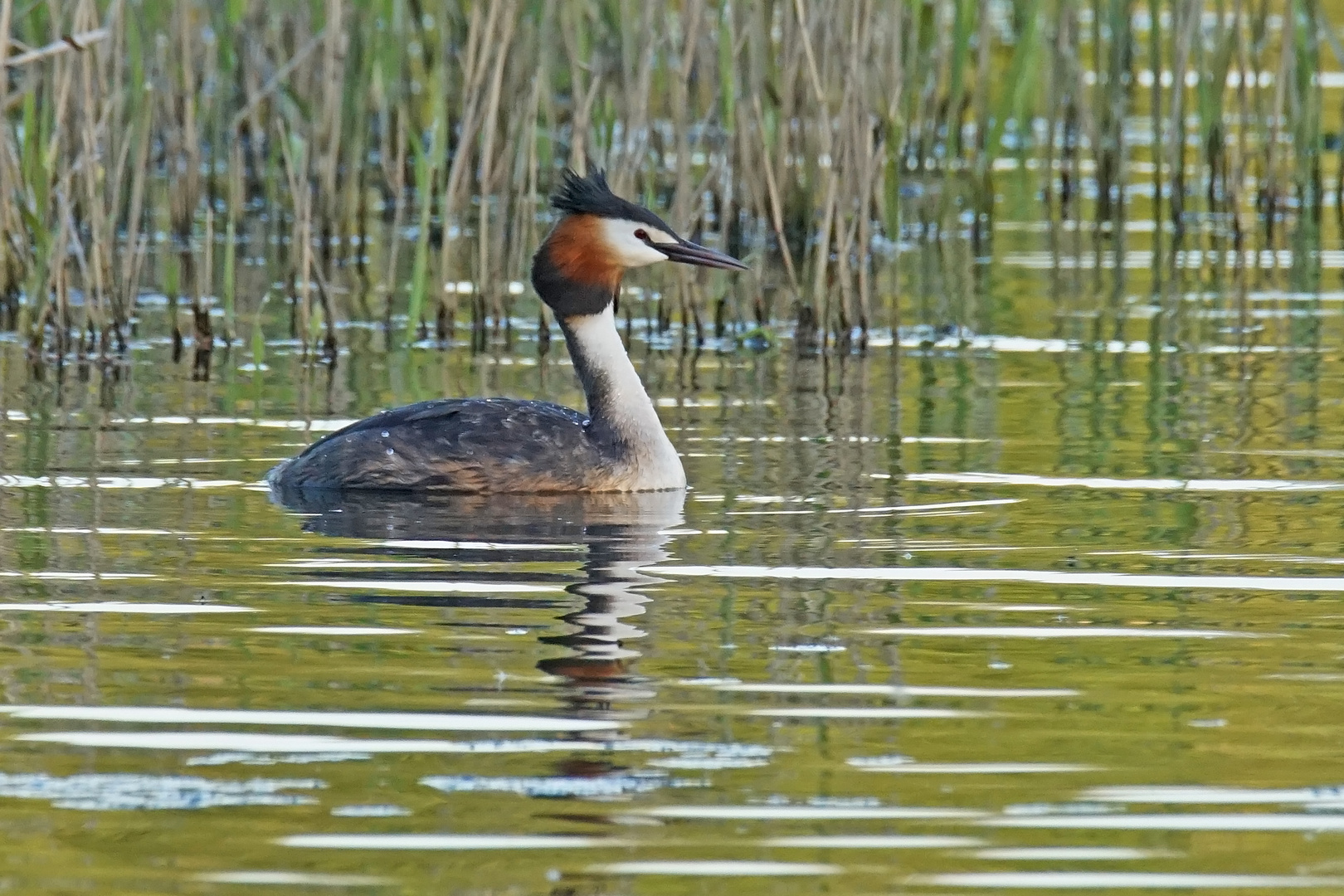 Haubentaucher (Poediceps cristatus)