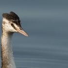 Haubentaucher-Portrait