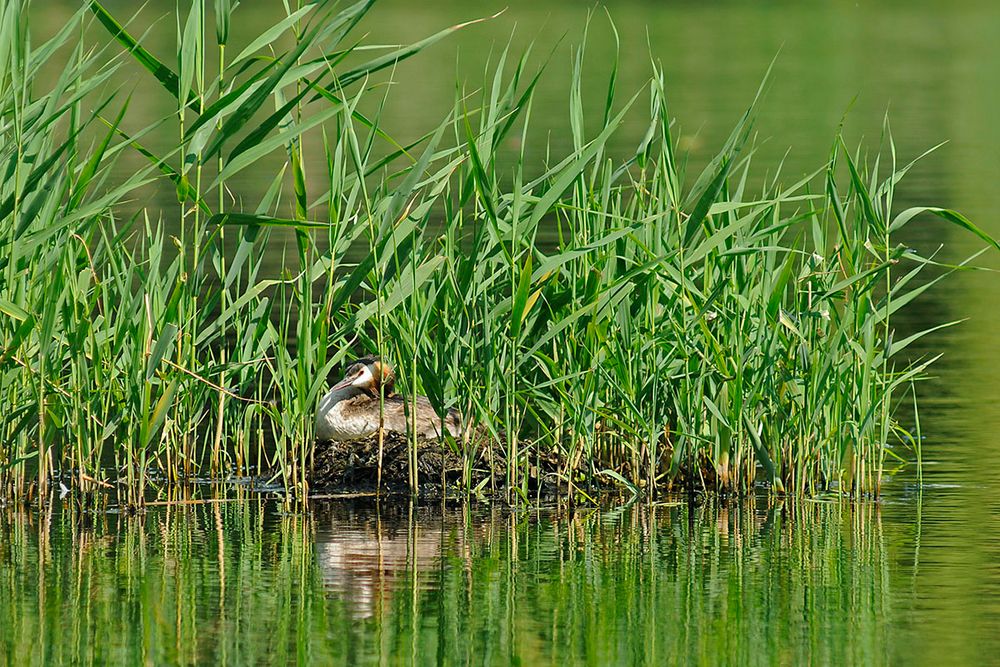 Haubentaucher 'sonnt' sich auf seinem Nest am Schilfrand