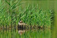 Haubentaucher 'sonnt' sich auf seinem Nest am Schilfrand