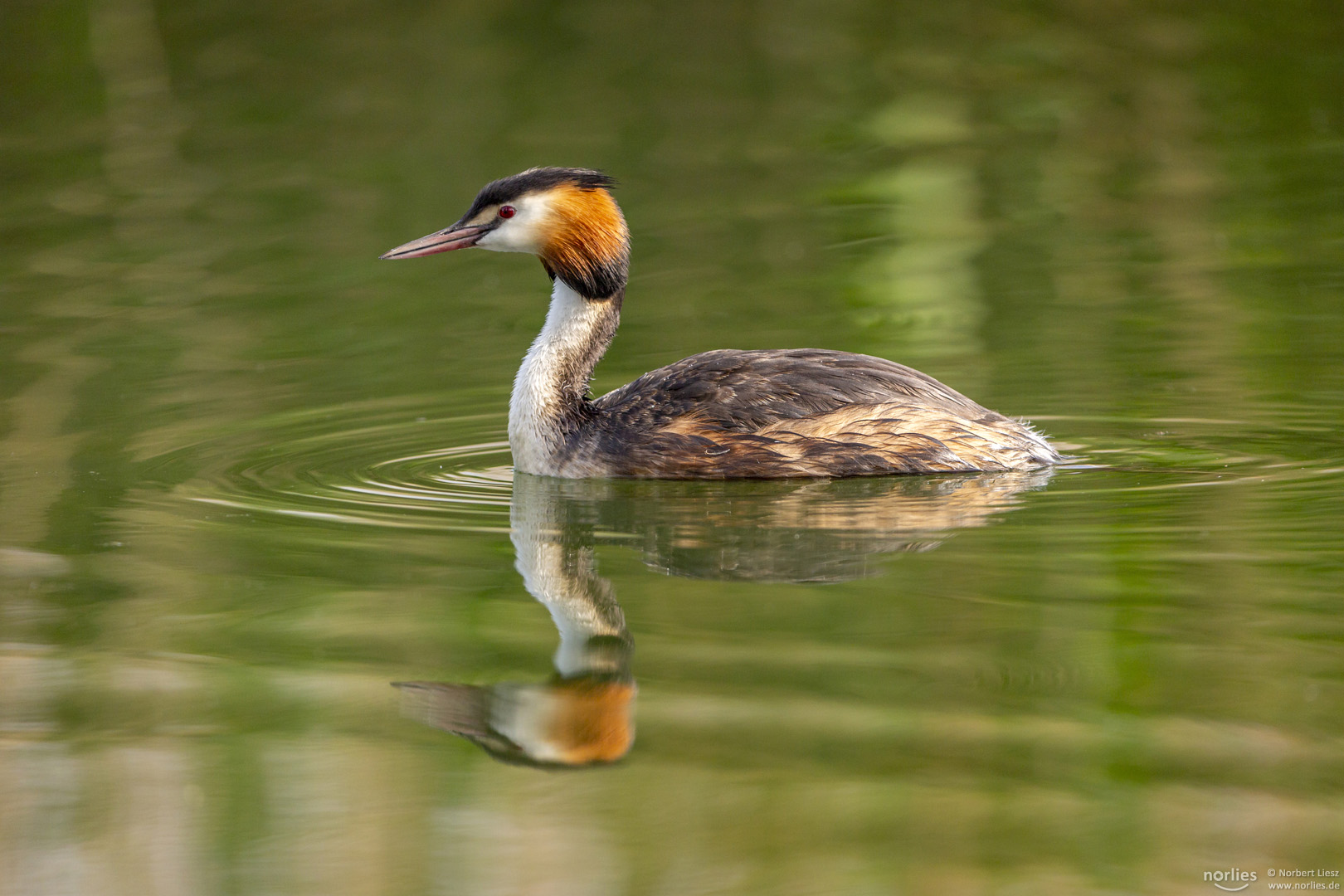 Haubentaucher Spiegelung