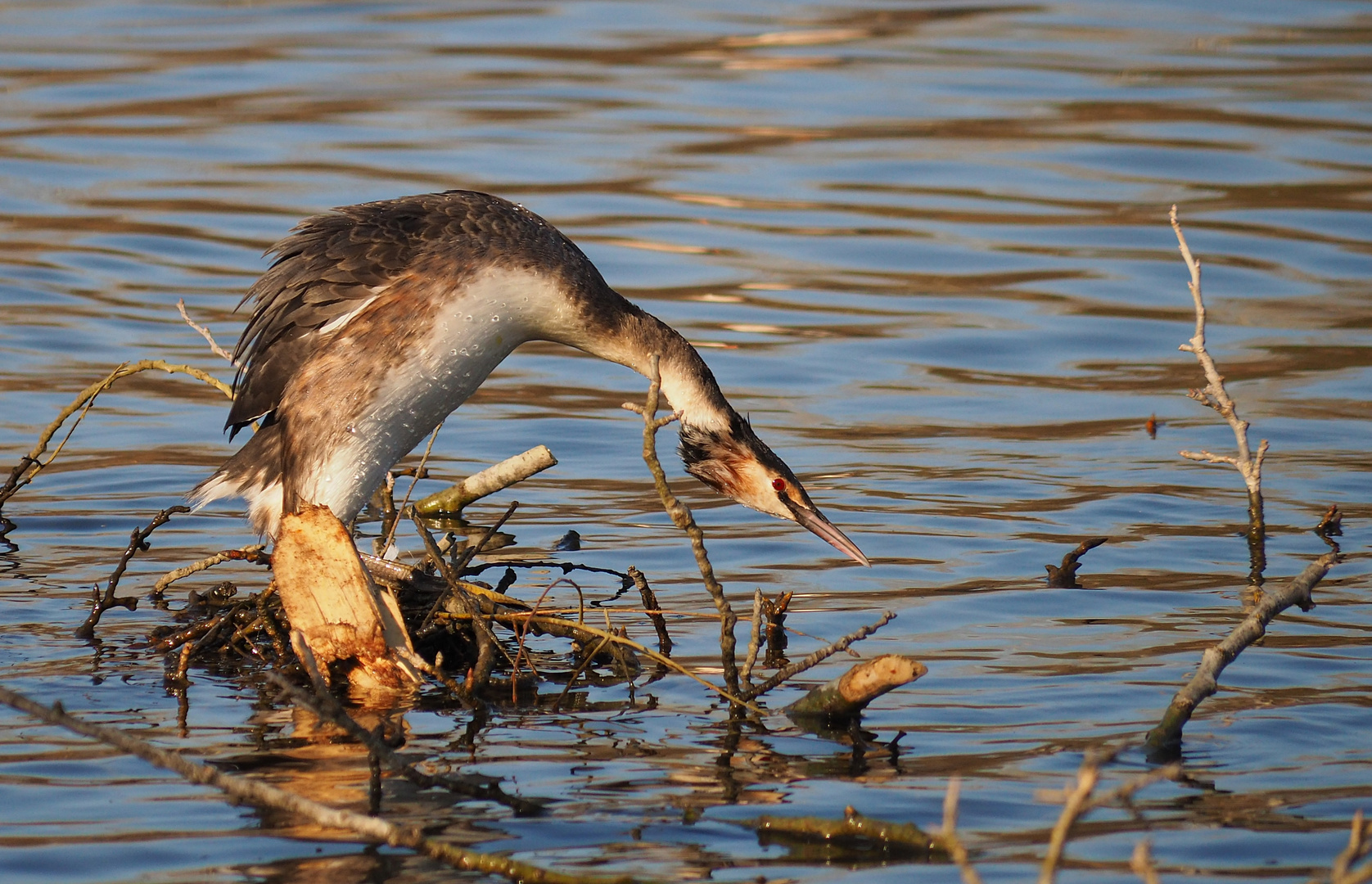 Haubentaucher - Stretching