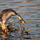 Haubentaucher - Stretching