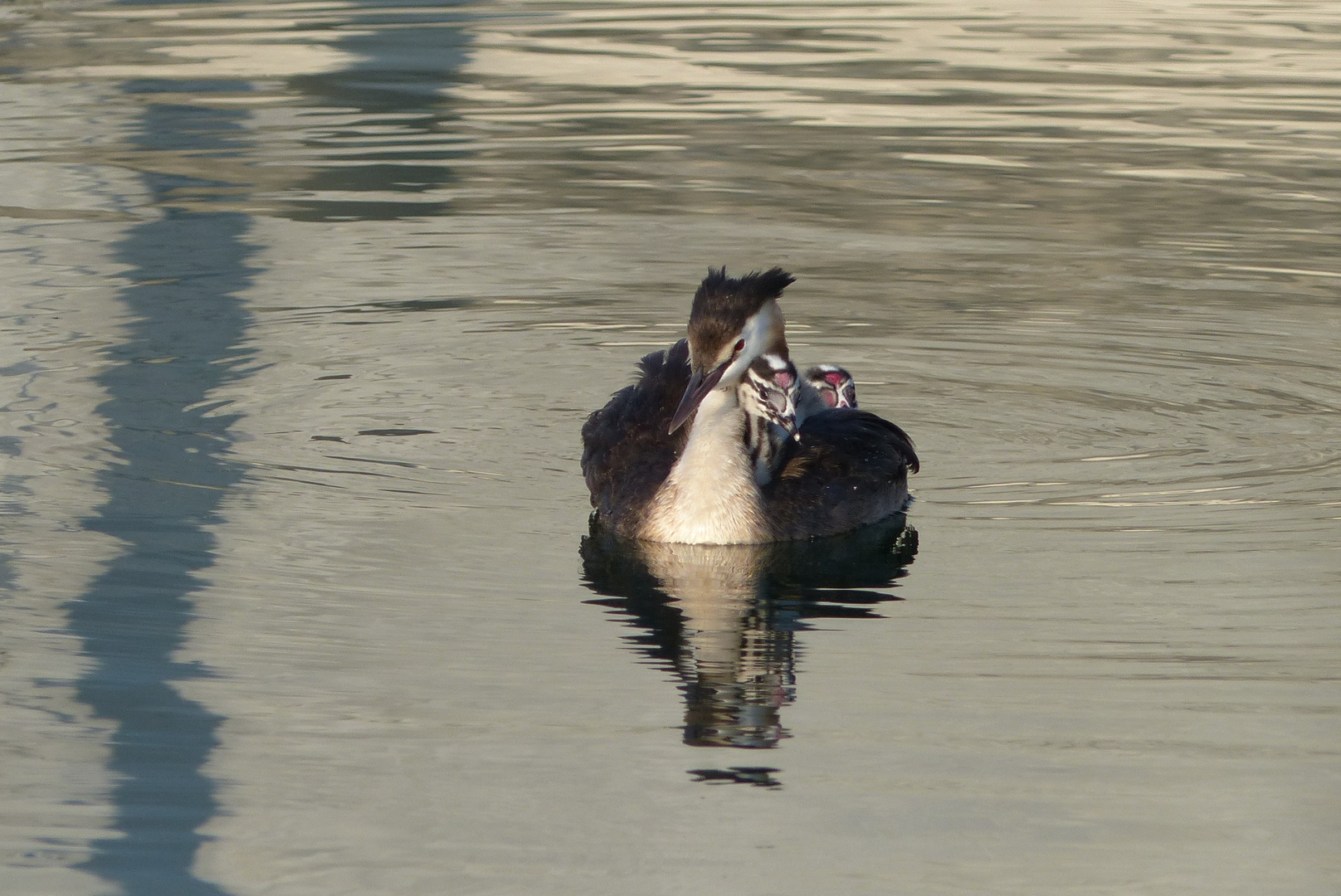 Haubentaucher-Taxi / Great Crested Grebe Taxi