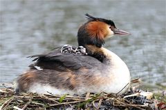 Haubentaucher .... und ihre Kinder