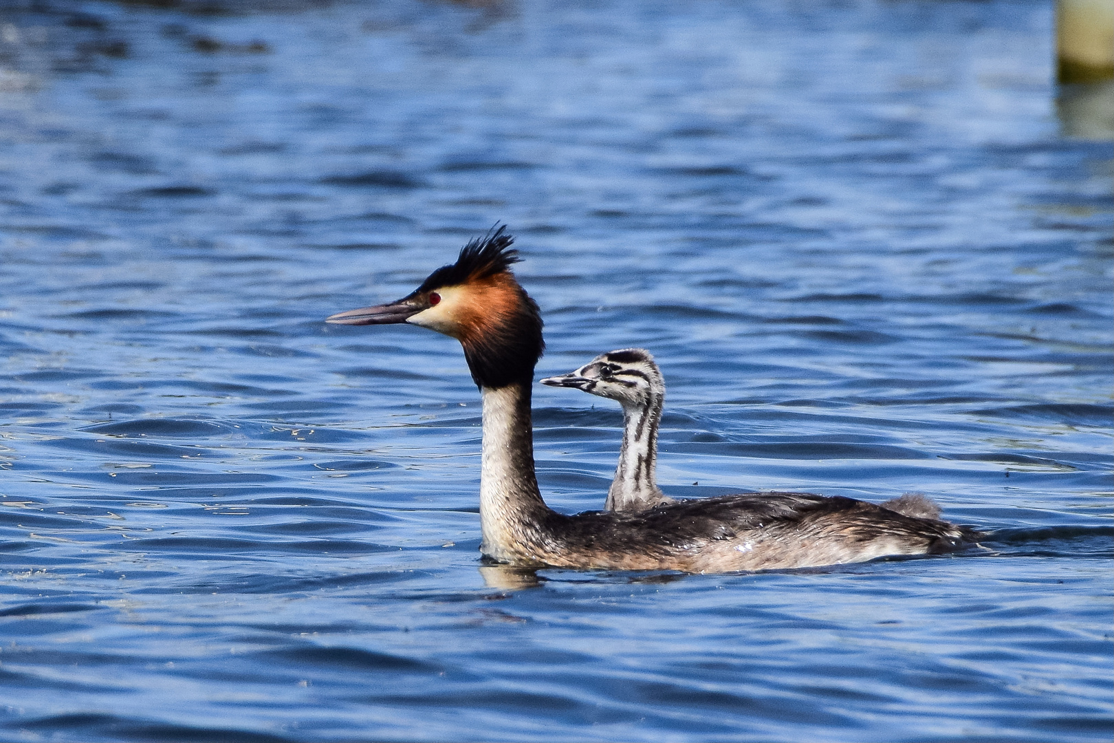 Haubentaucher Vater und Sohn