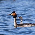 Haubentaucher Vater und Sohn