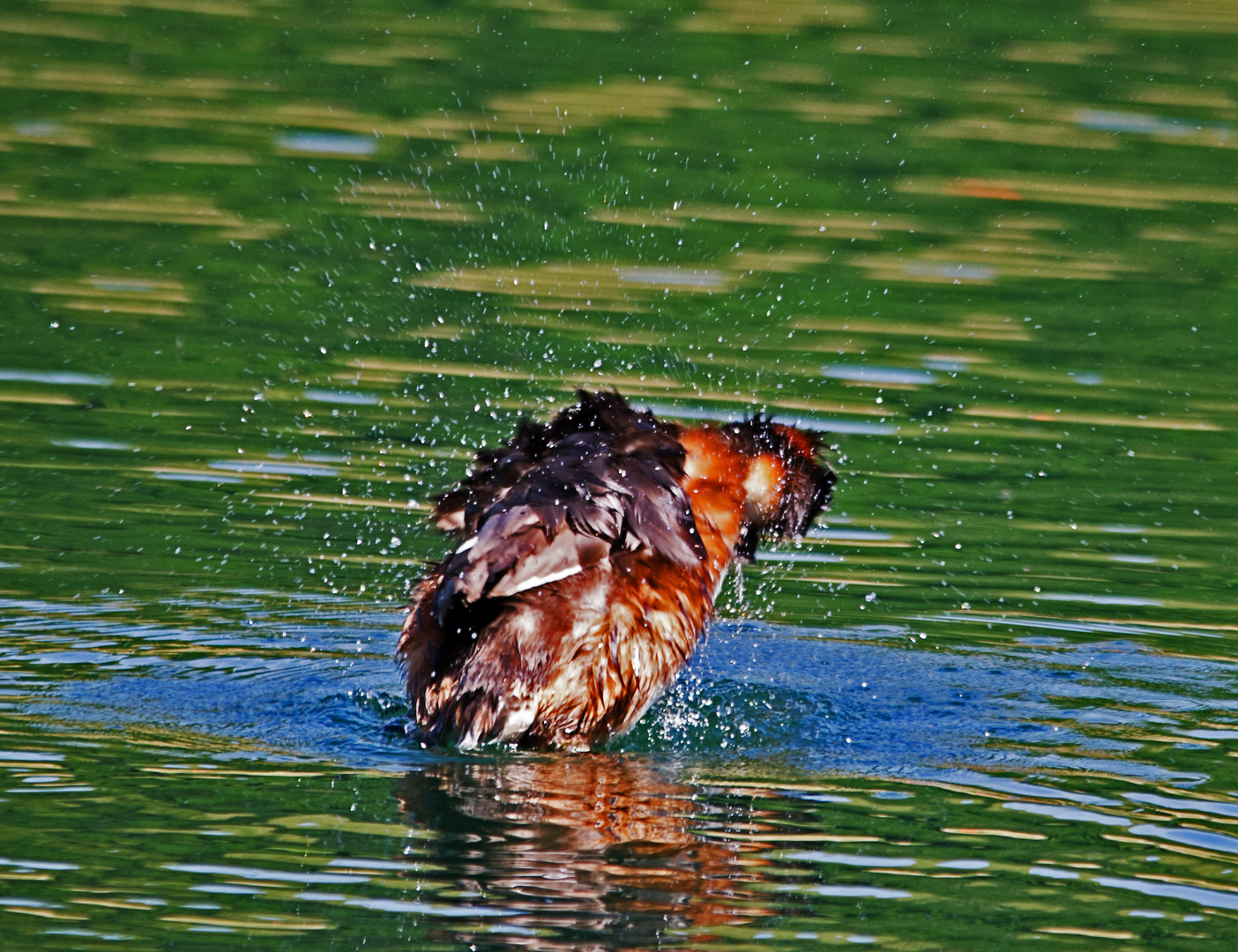 Haubentaucher - Wasserbefreiung