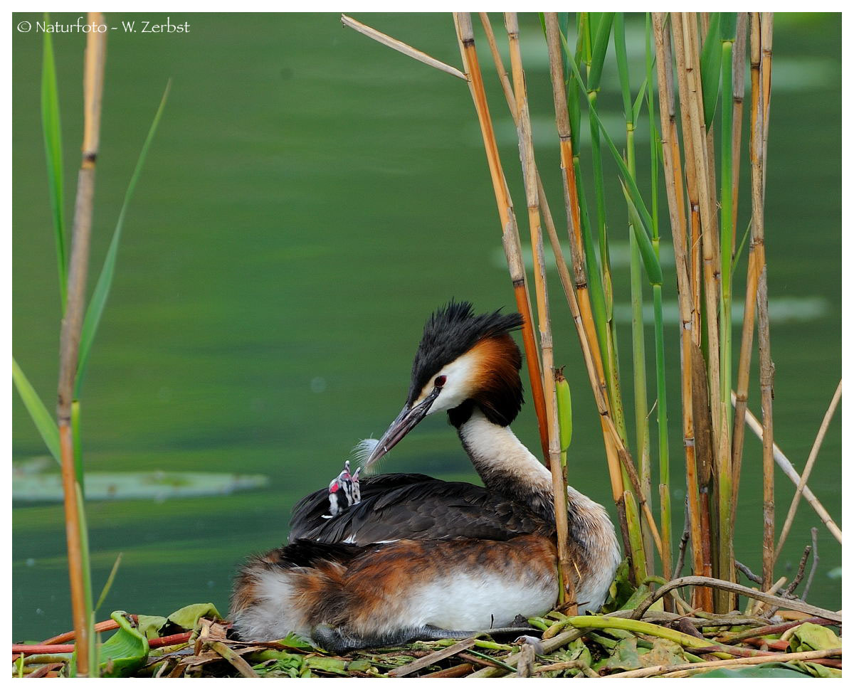 ---- Haubentaucher wird mit Federn gefüttert ----- (Podiceps cristatus )