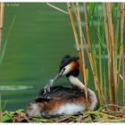 ---- Haubentaucher wird mit Federn gefüttert ----- (Podiceps cristatus )