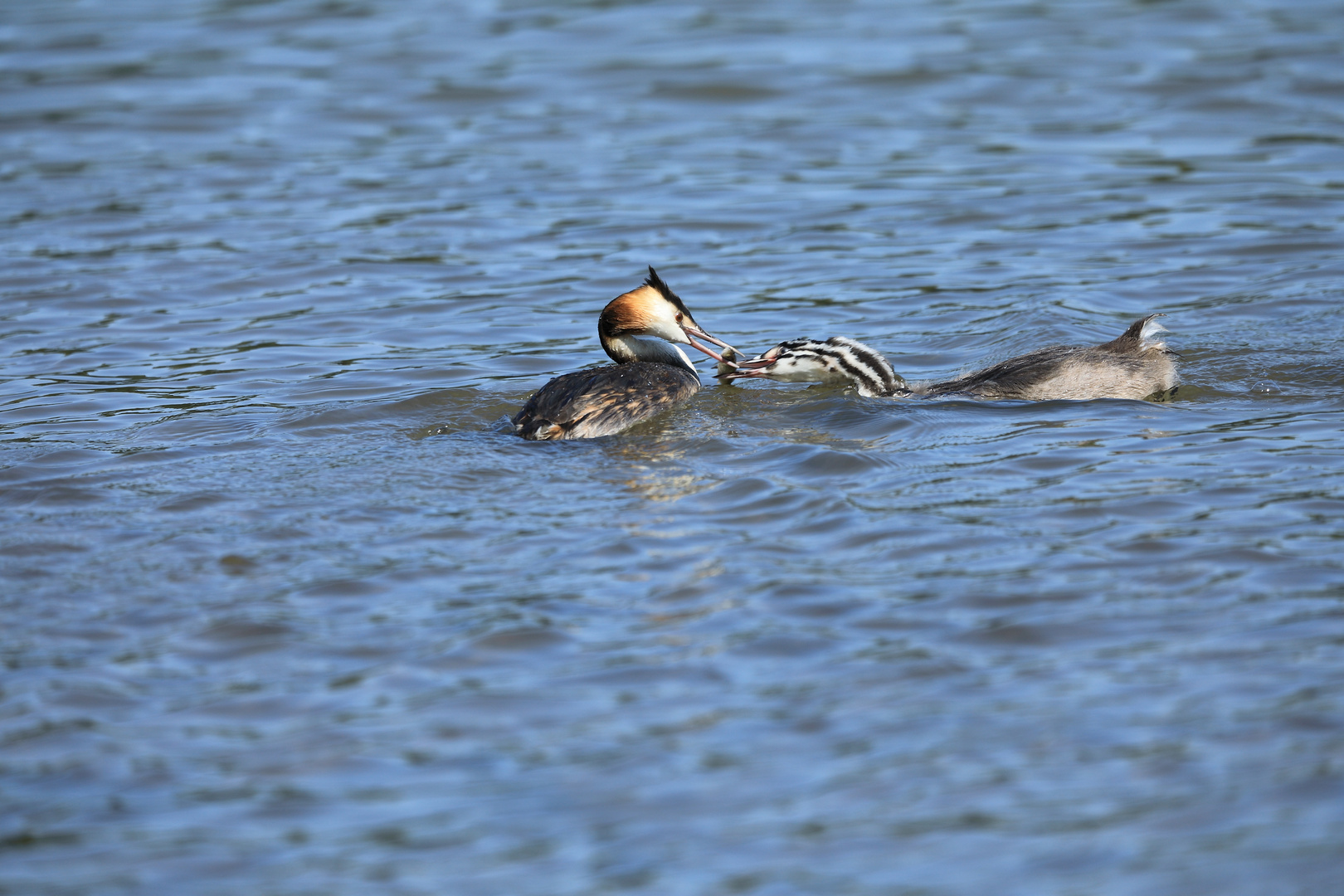 Haubentaucher_adult_juv