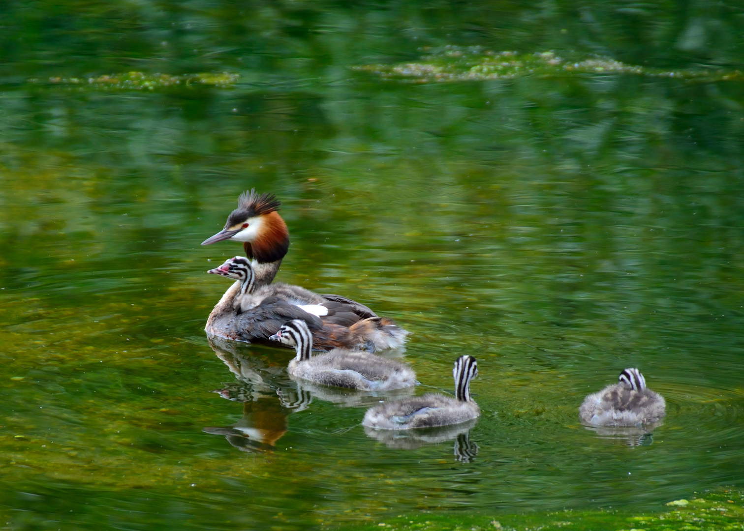 Haubentaucherfamilie