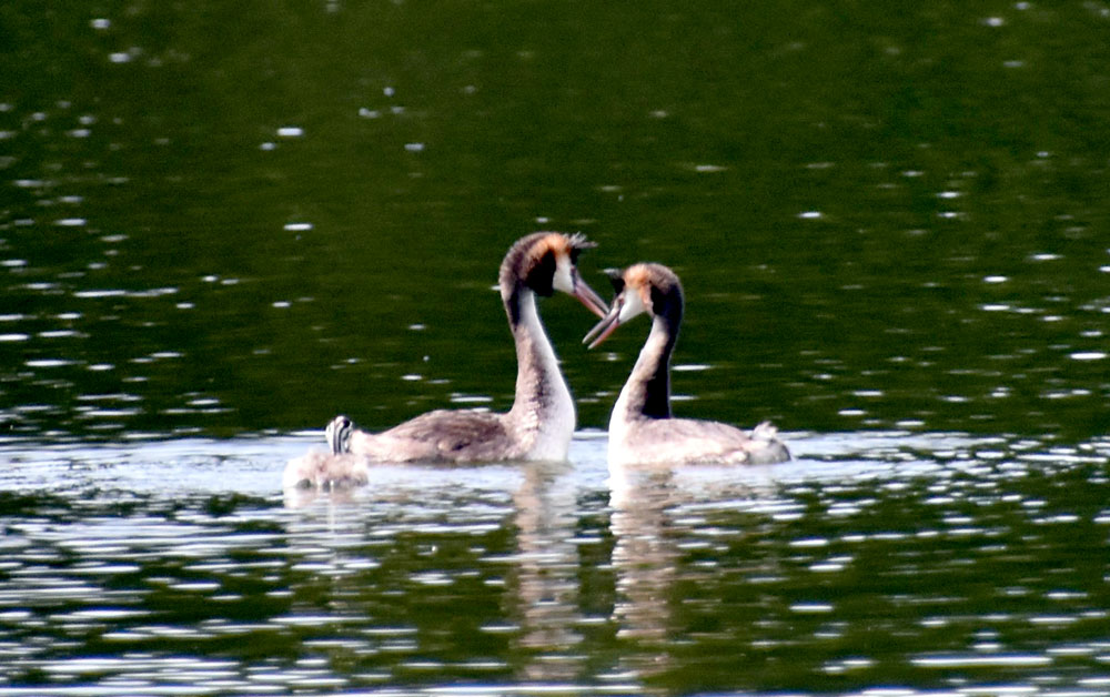 Haubentaucherfamilile