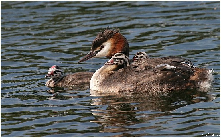 Haubentaucheridyll "Familienzuwachs"