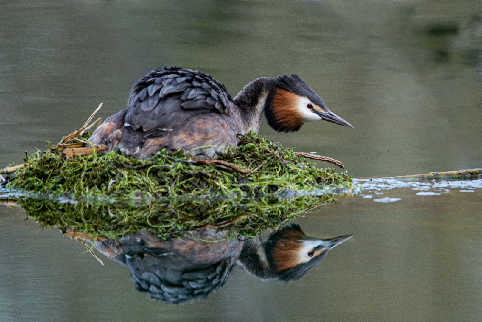 Haubentaucherin