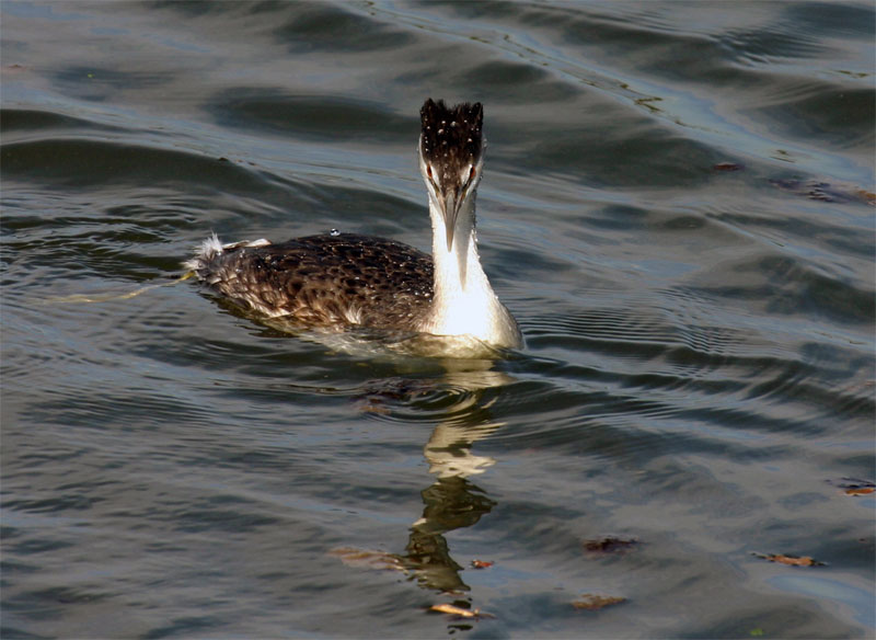 Haubentaucher...können diese Augen lügen? (Podiceps cristatus)