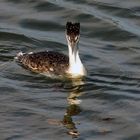 Haubentaucher...können diese Augen lügen? (Podiceps cristatus)