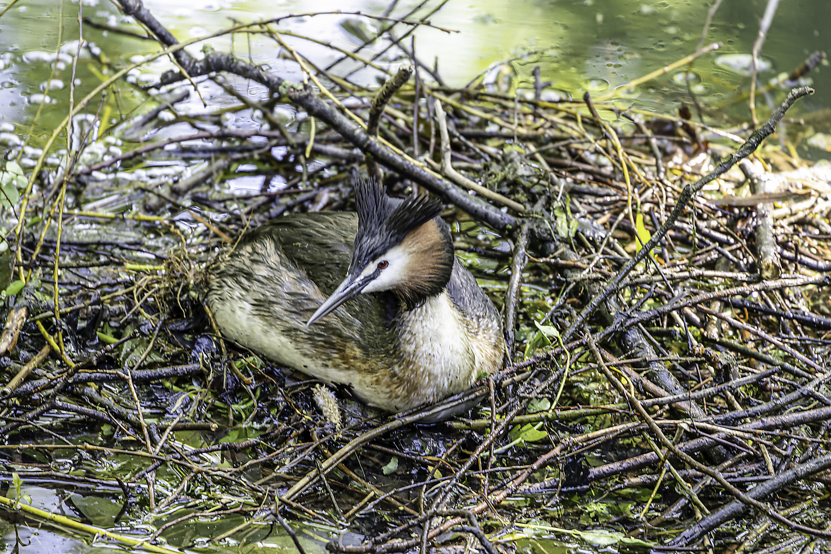 Haubentaucher_MG_0133