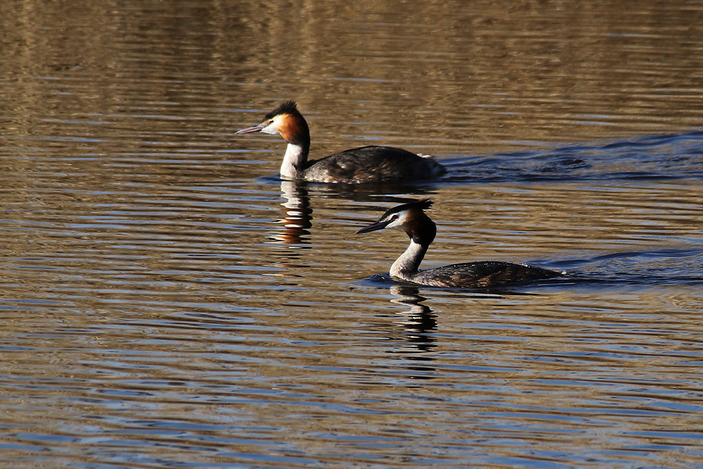 Haubentaucherpaar am Federsee