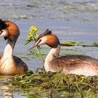 Haubentaucherpaar am Nest