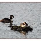 Haubentaucherpaar am Nest