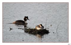 Haubentaucherpaar am Nest