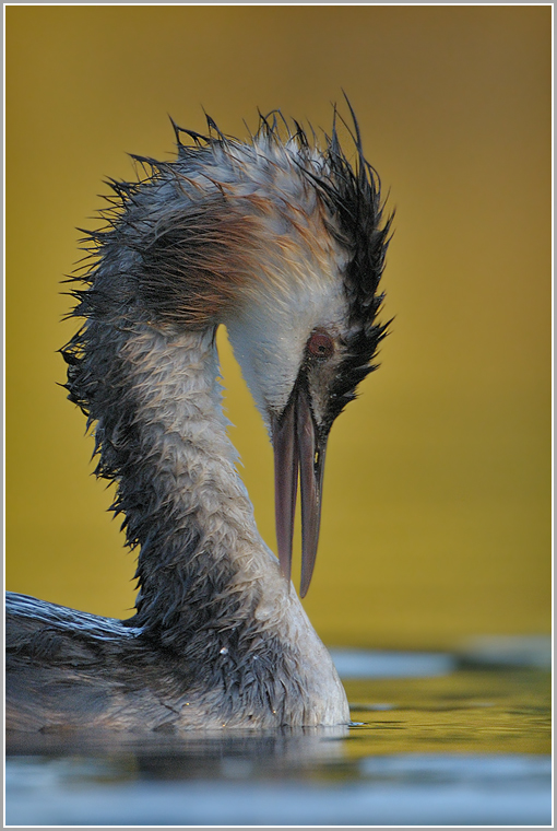 Haubentaucherportrait