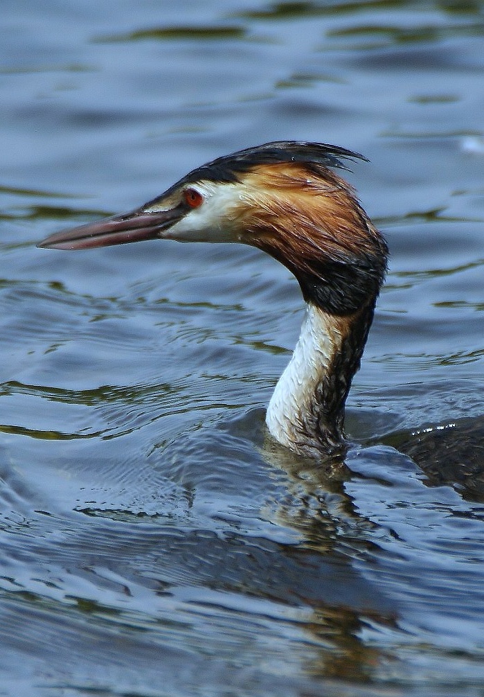 Haubentaucherportrait 