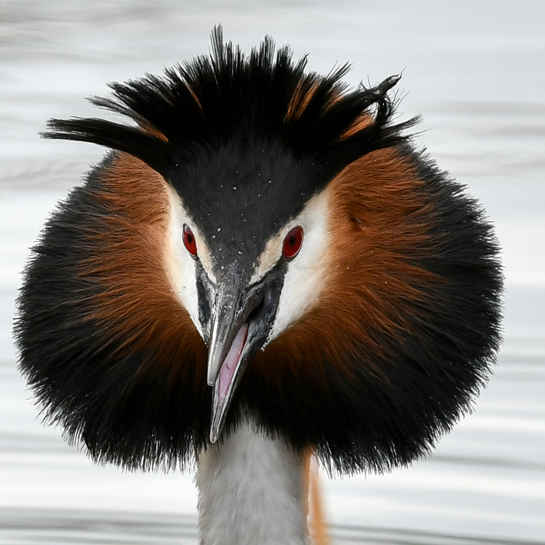 Haubentaucherportrait