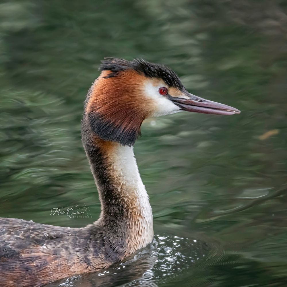 Haubentaucherportrait