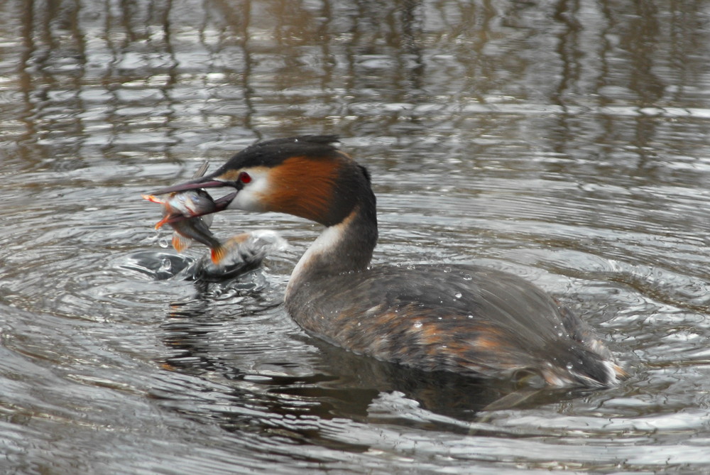 Haubentauchers Mahlzeit