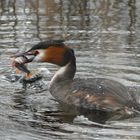 Haubentauchers Mahlzeit