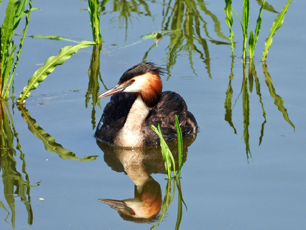 Haubentauchers Spiegelwelt