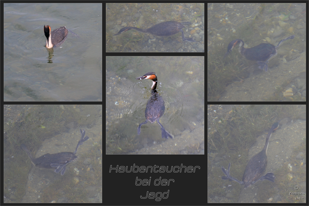 Haubentaucherunterwasserfotografie...