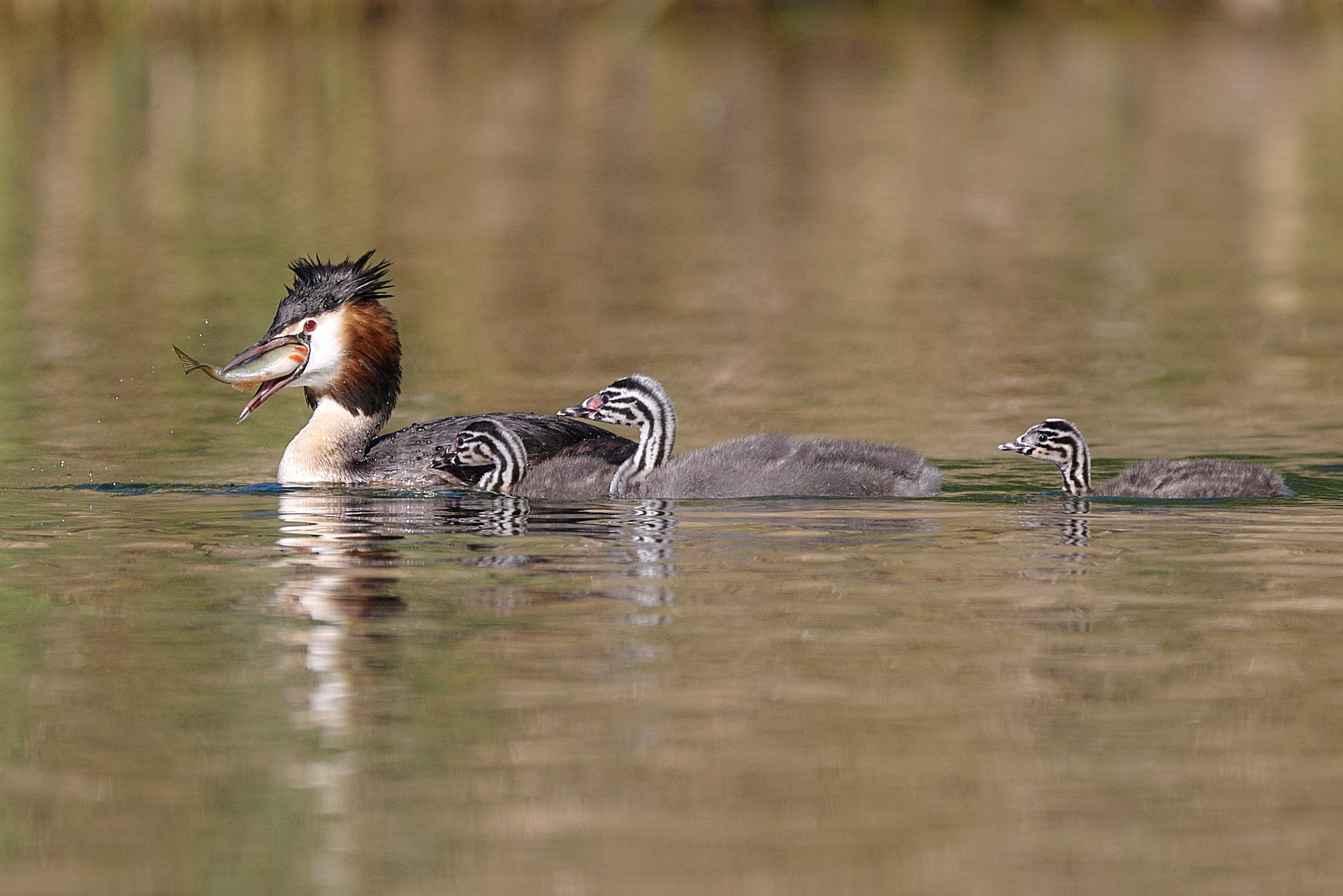 Haubentauscher- Junge - Futter - Fisch