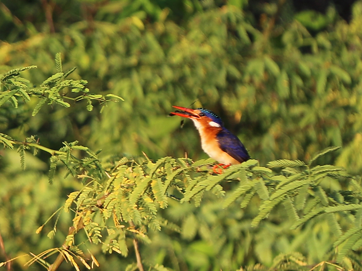 Haubenzwergfischer - Alcedo cristata