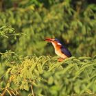 Haubenzwergfischer - Alcedo cristata