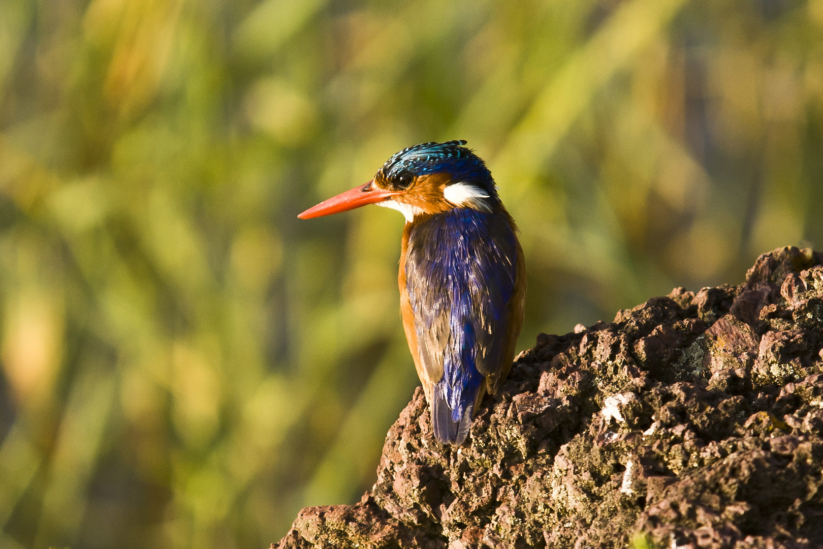 Haubenzwergfischer (Corythornis cristata), Äthiopien 2010