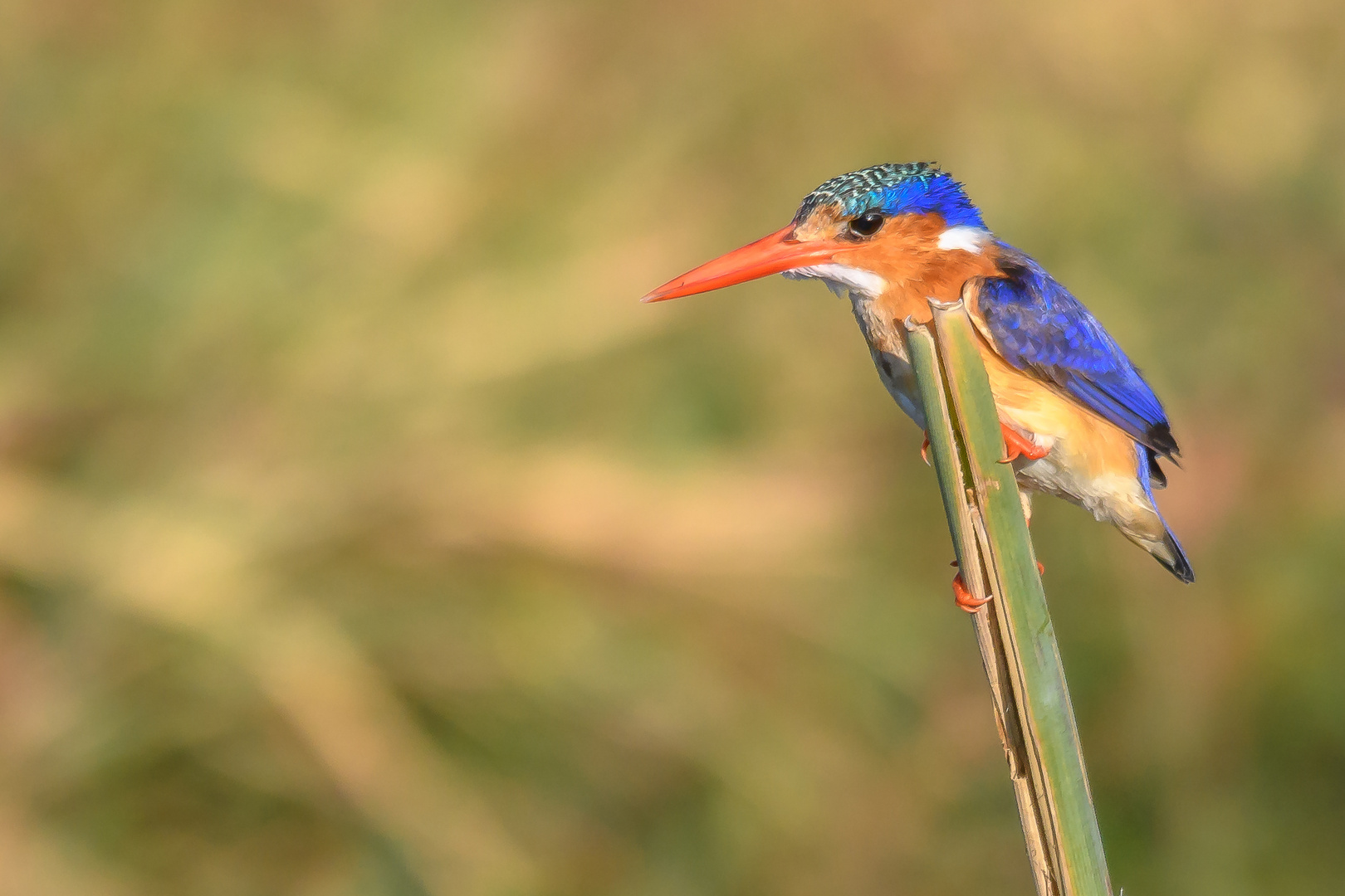 Haubenzwergfischer (Corythornis cristatus)