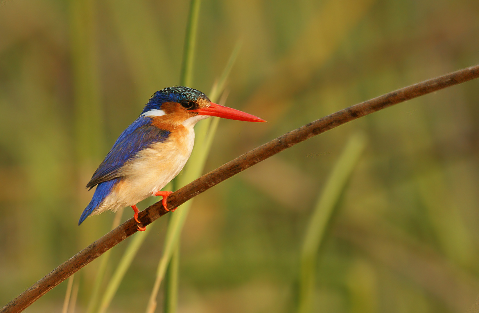 Haubenzwergfischer  (engl. Malachit Kingfisher)