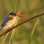 Haubenzwergfischer  (engl. Malachit Kingfisher)