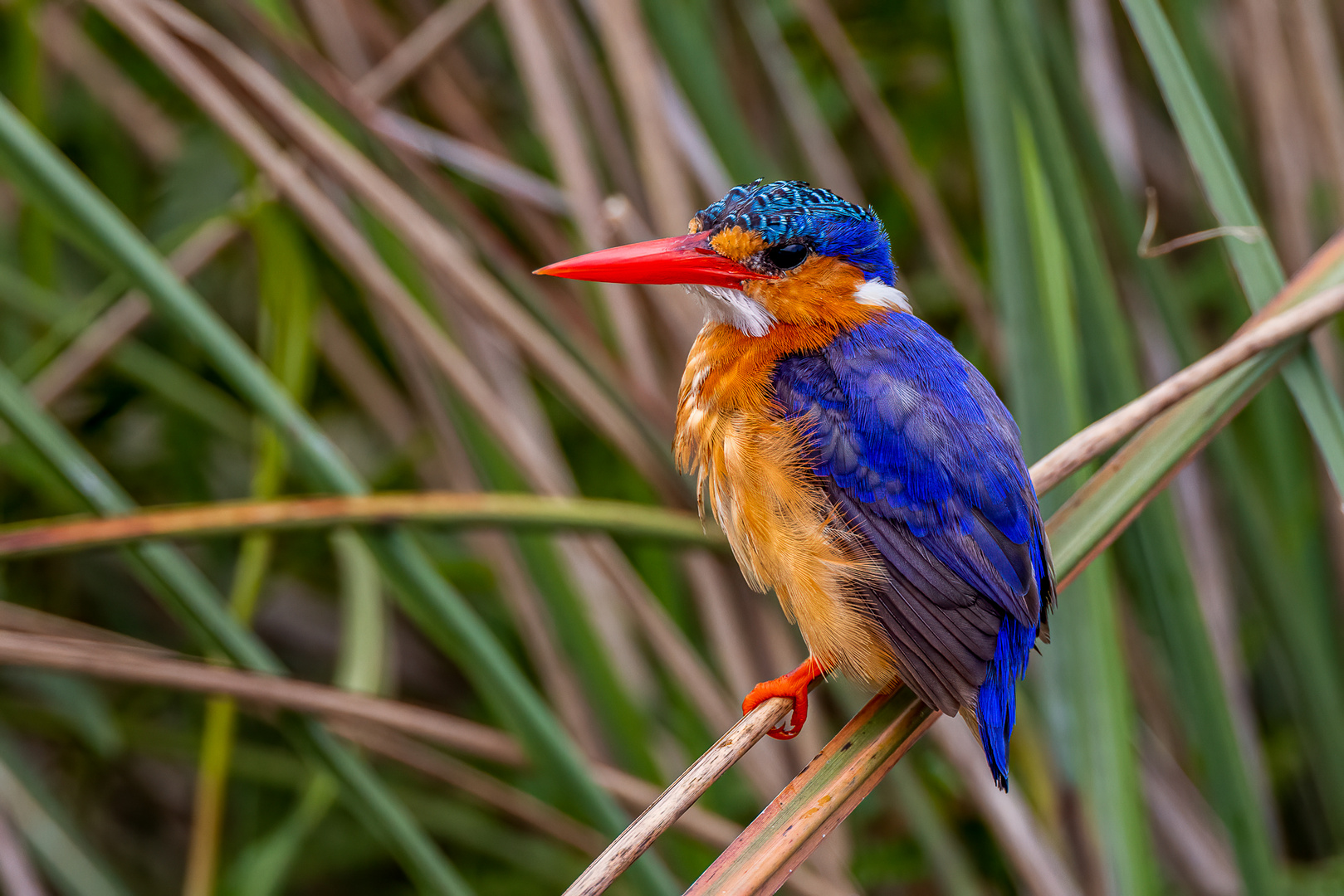 Haubenzwergfischer (Malachite Kingfisher)