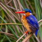 Haubenzwergfischer (Malachite Kingfisher)