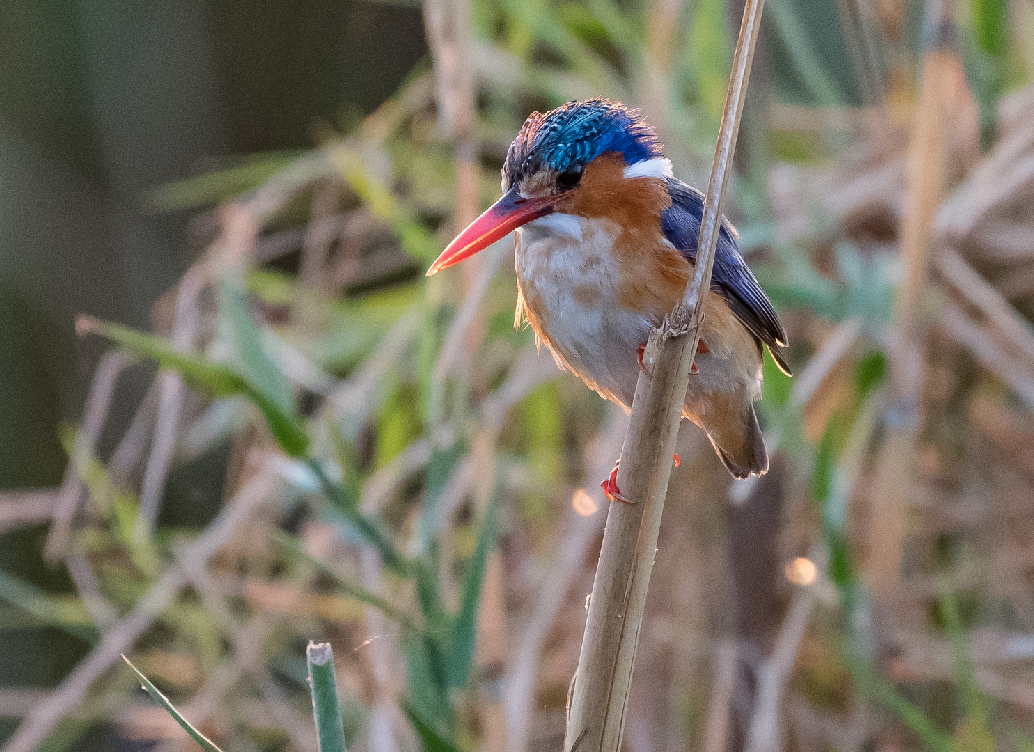 Haubenzwergfischer (Malachite Kingfisher)