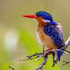 Haubenzwergfischer / Malachite Kingfisher