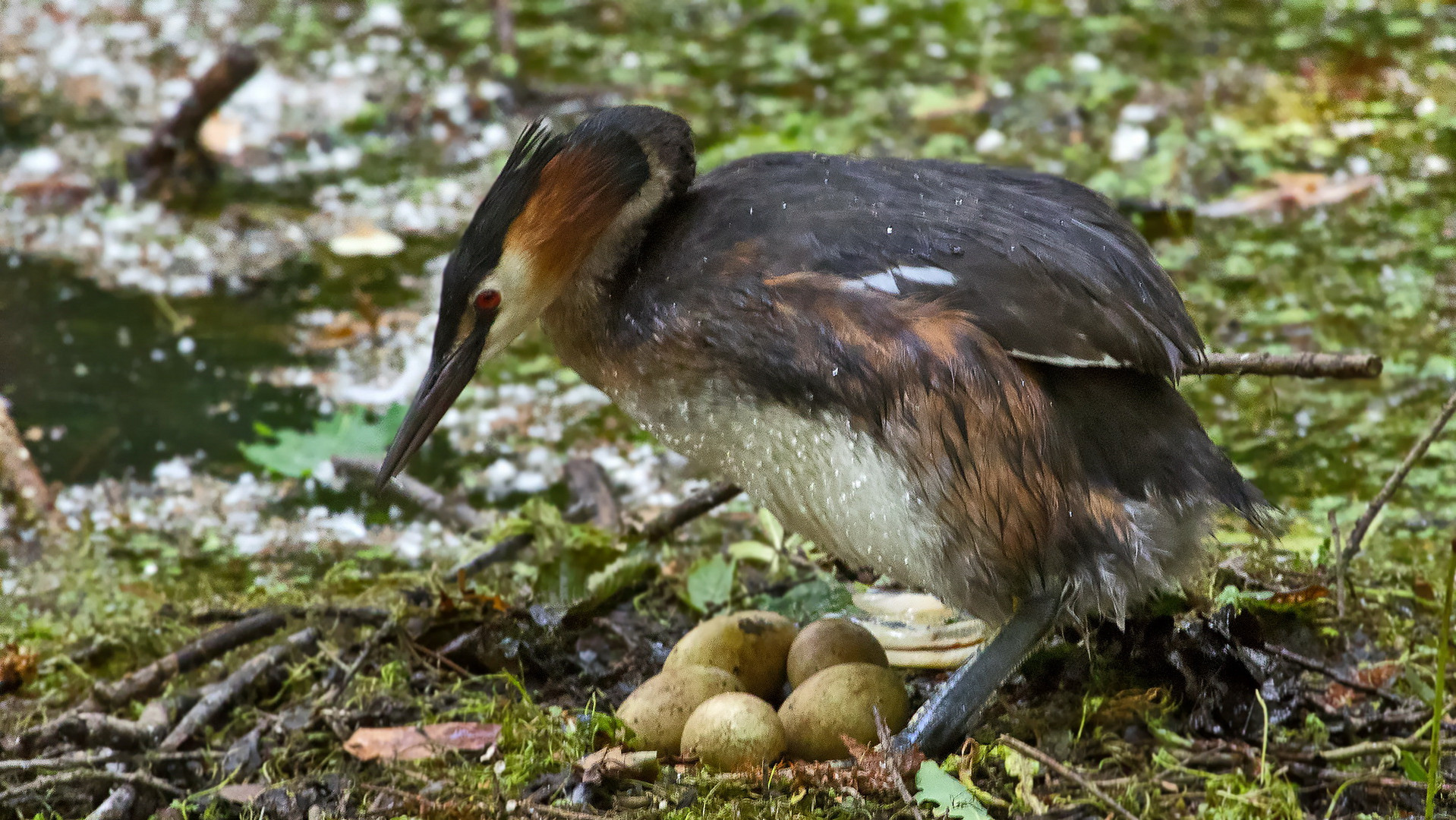 Haubi auf Nest 001