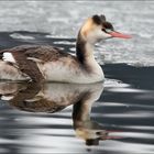 Haubi im Eiswasser