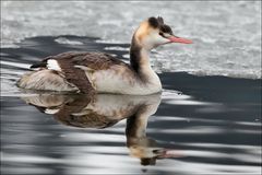 Haubi im Eiswasser