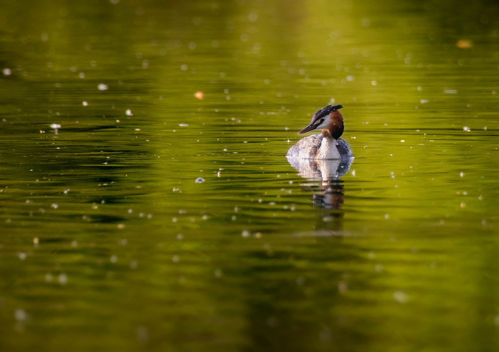 Haubi im Glitzerteich